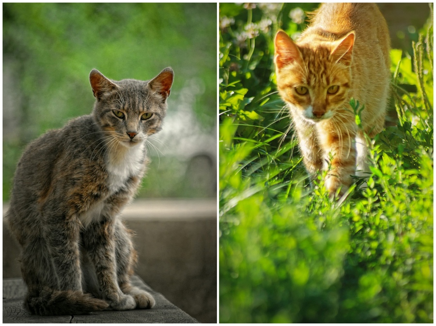 "Башка" и "Ржавый"