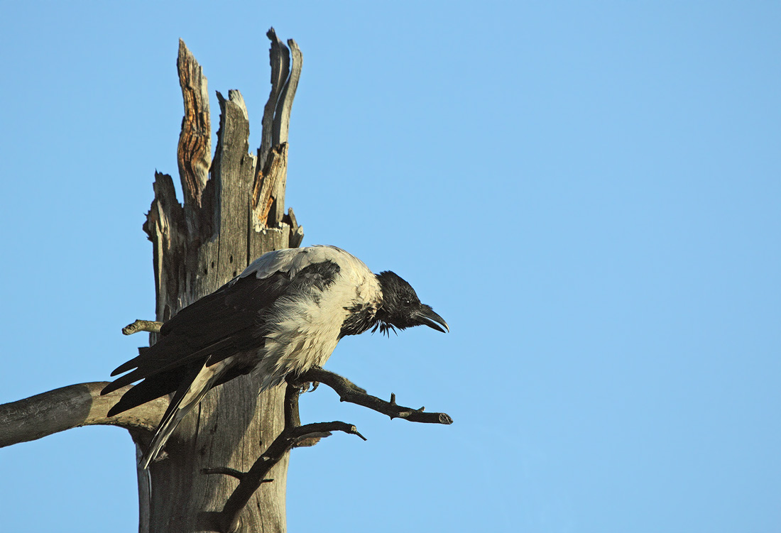 Старуха Изергиль