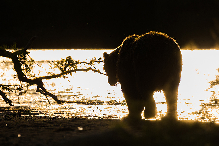 Уходящий в закат