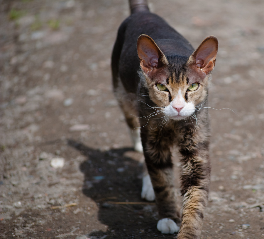 Непонятное существо