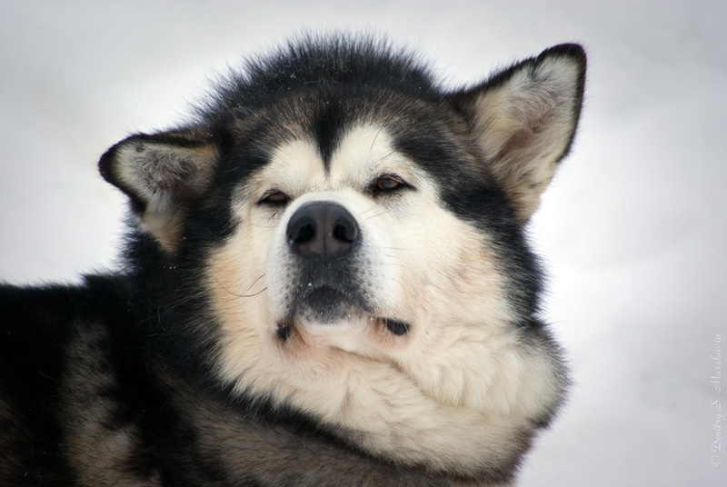 Аляскинский маламут