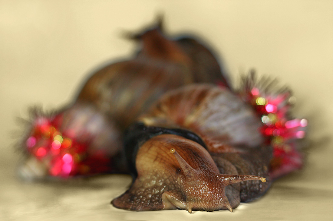 К Новому году готовы!