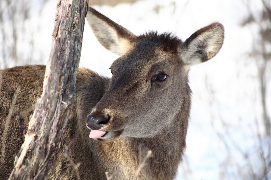 вот вам... не догоните!!!