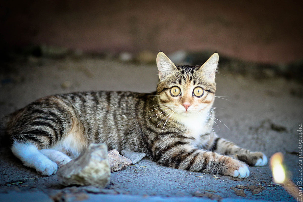 Кошачий взгляд