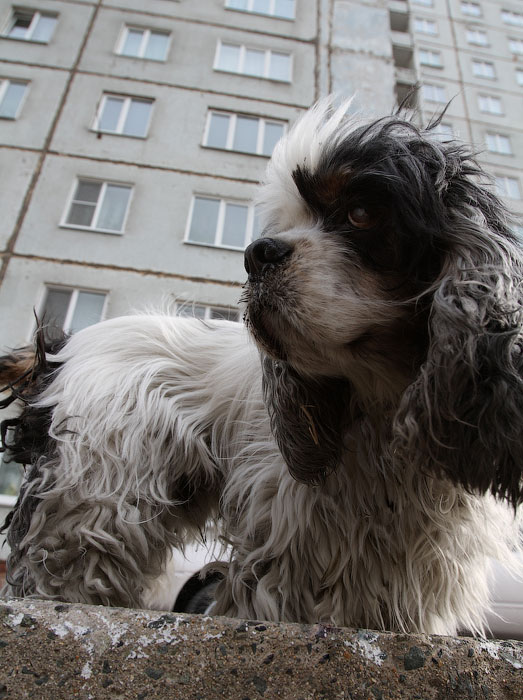 Баламут на прогулке