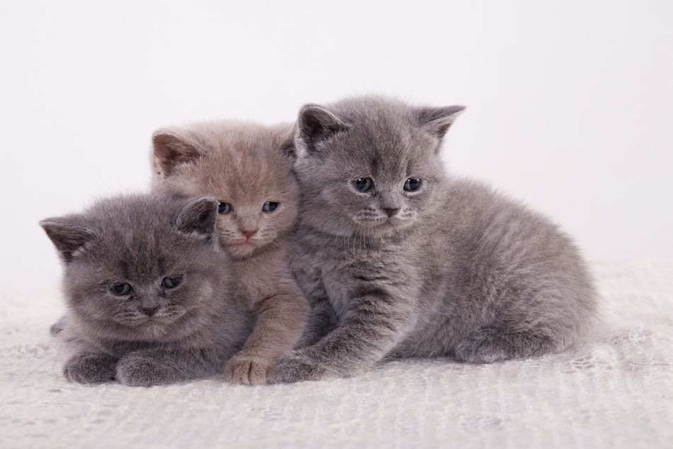 ...одной крови...