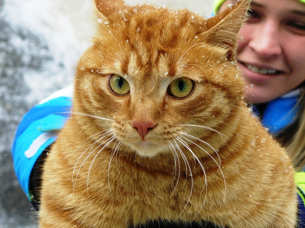 Хозяин - где ты?