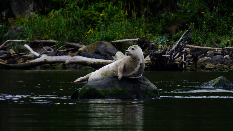 Ларга - пестрая нерпа