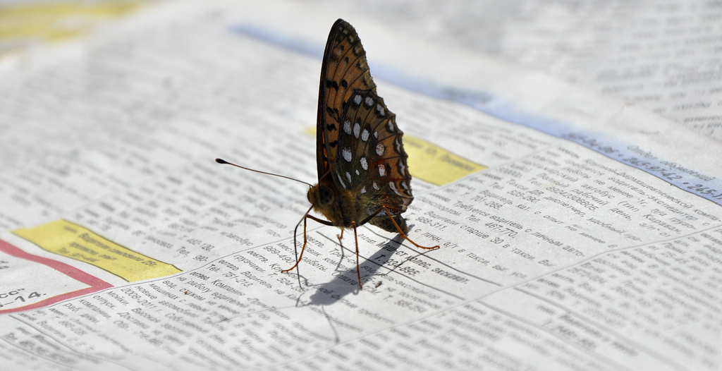 Ночная бабочка ищет работу