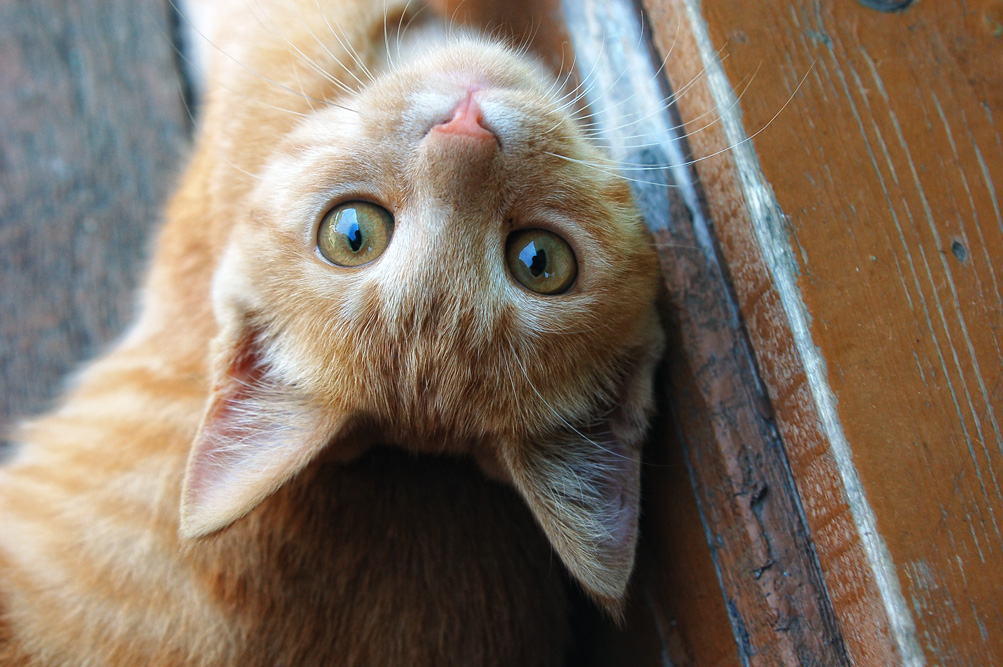 - Кто сказал "жжж"?...