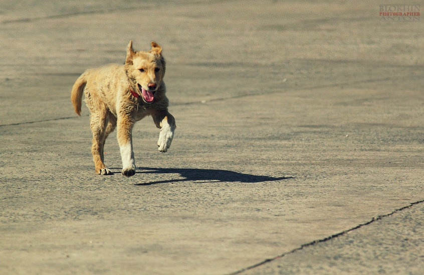 Не оставляйте меня корейцам! ;)