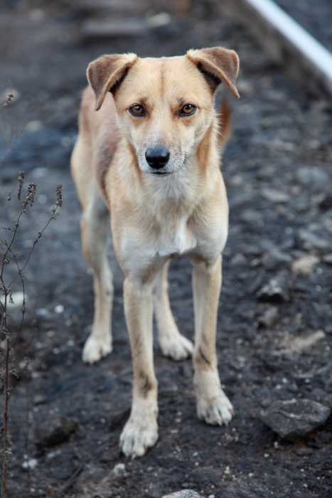 Станционная попрошайка.