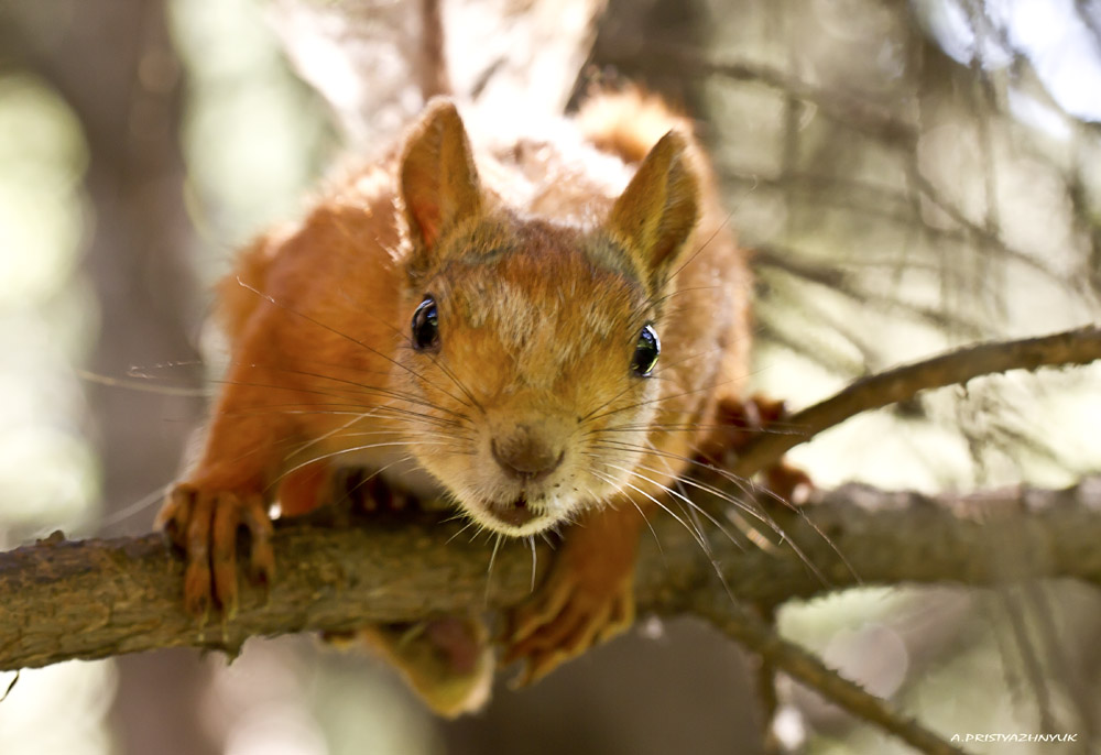 Те чё фотограф надо?