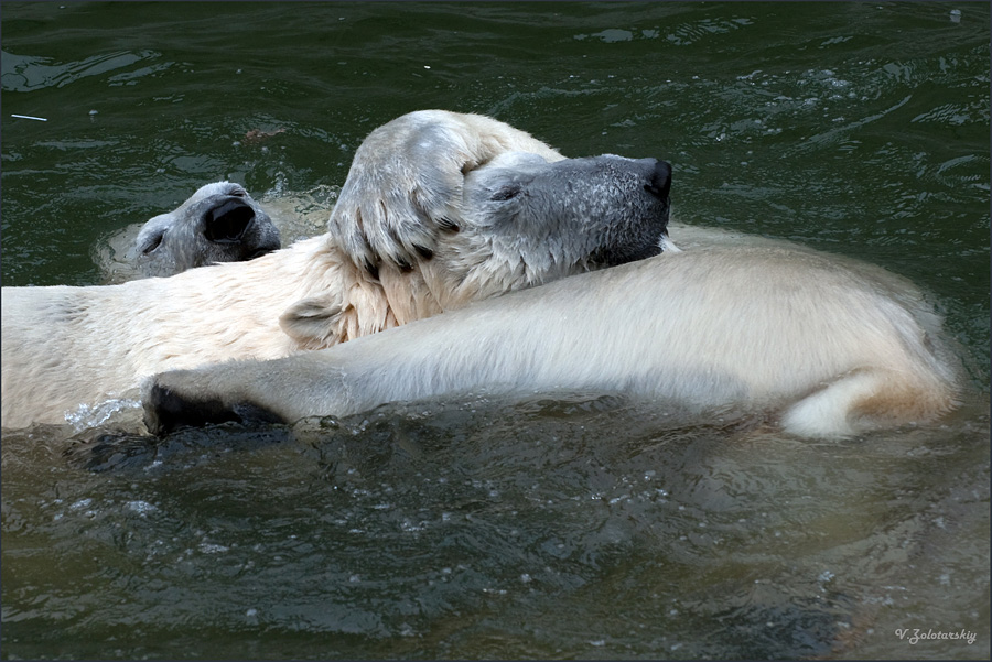 Про любоф, или медвежья камасутра...