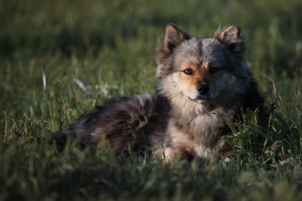 Портрет....  собаки
