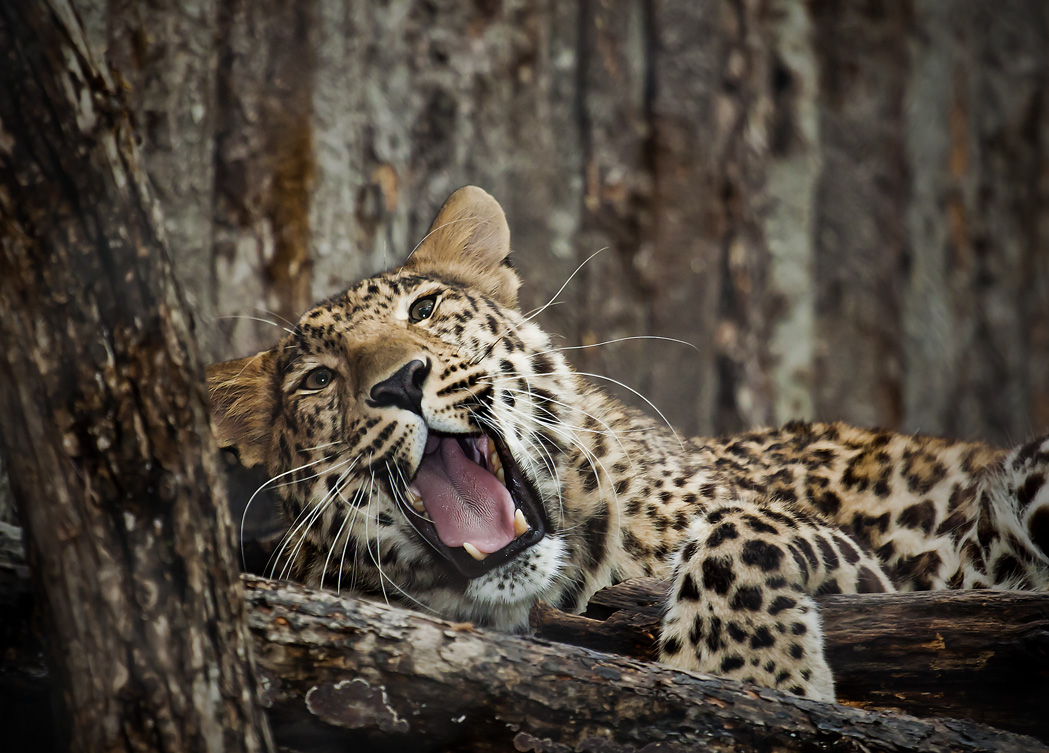 Зубаст,Усат, вот только не полосат