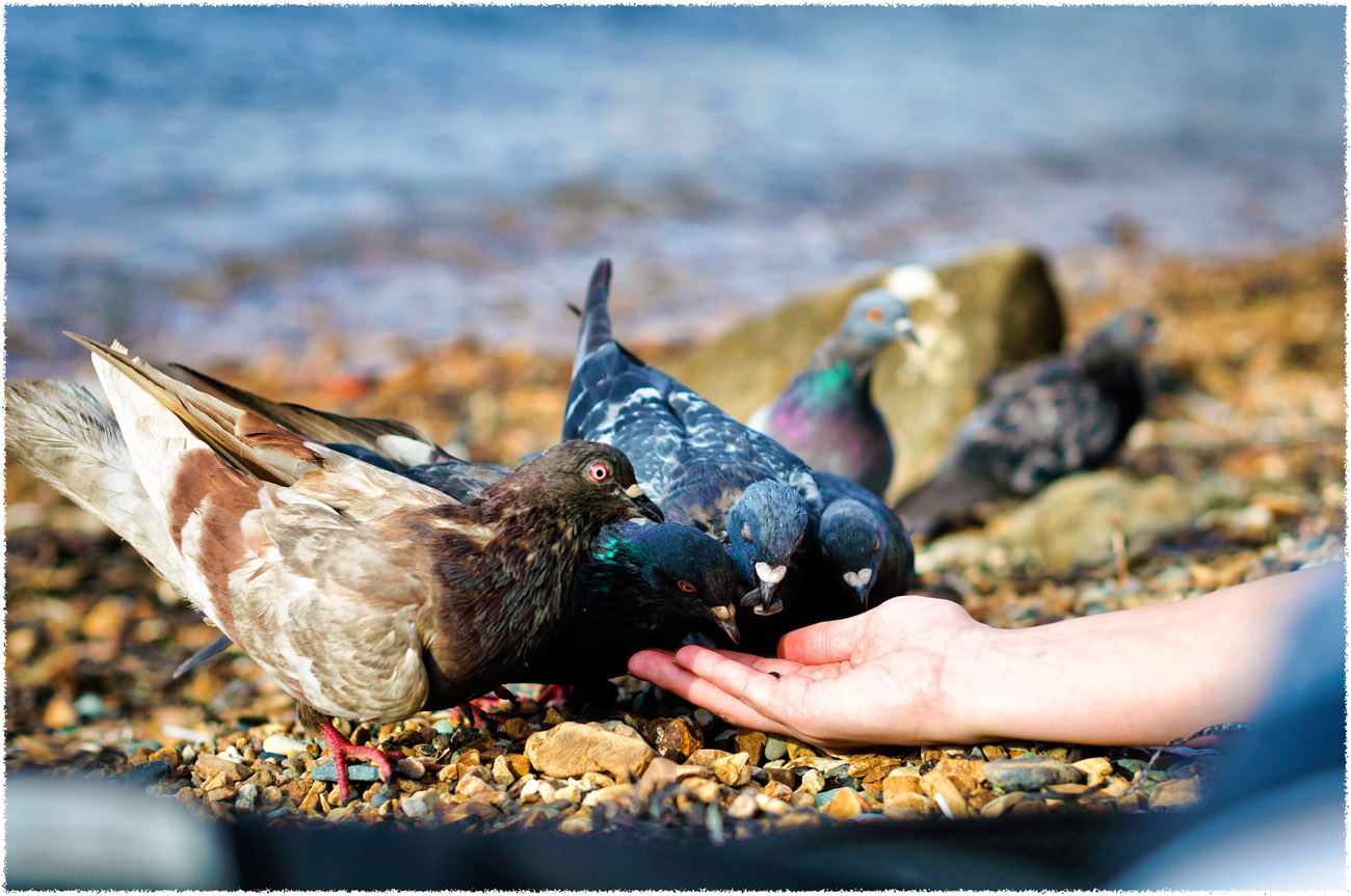 Морские голуби....