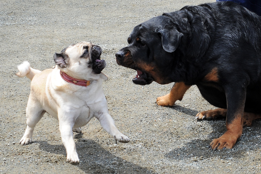 Cлон и Моська