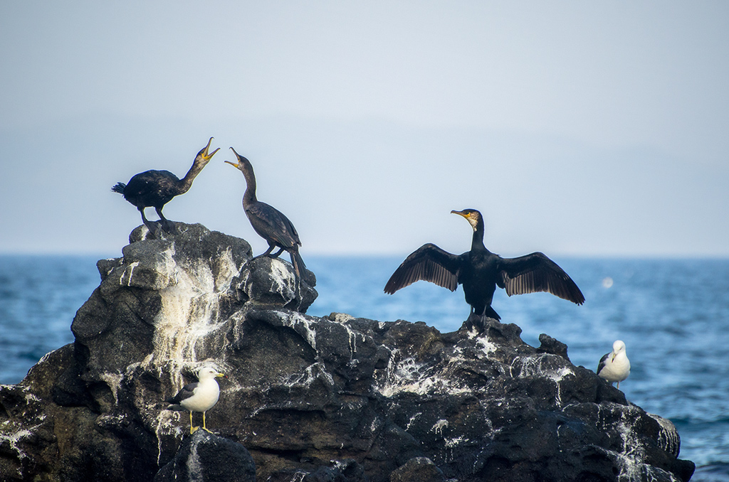 "Бакланьи разборки"