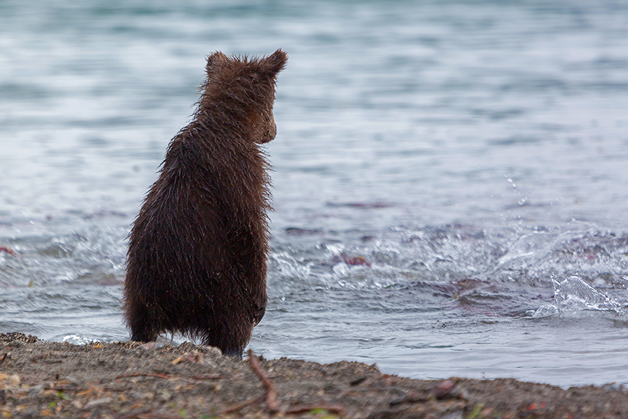 Как рыбки хочется!