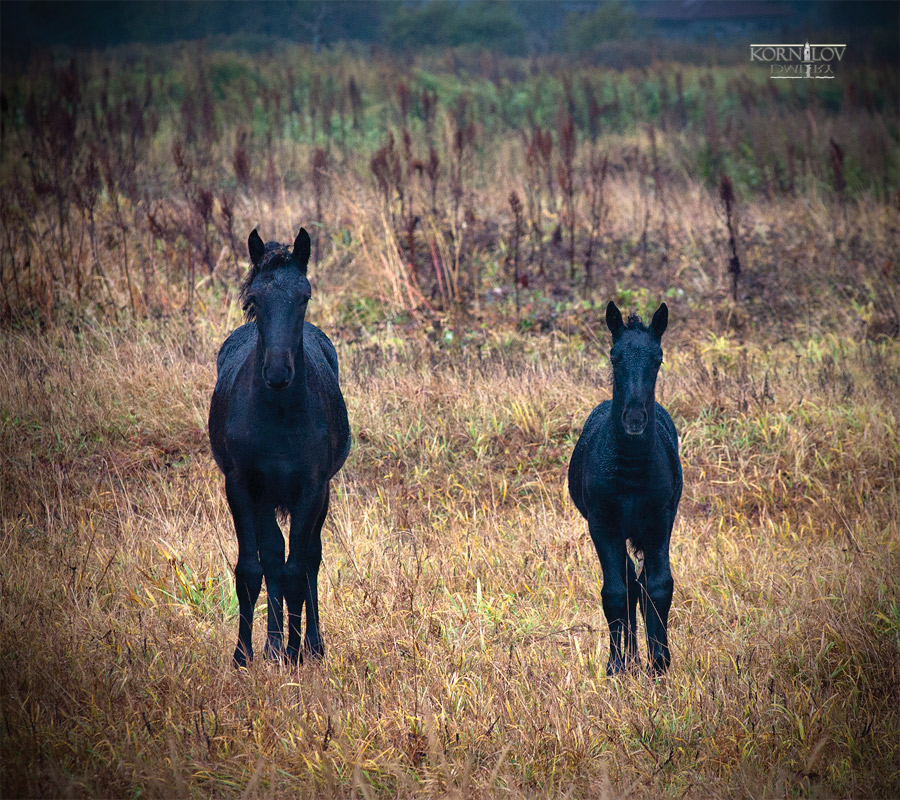 лошадикус свободногулятикус дальневосточникус