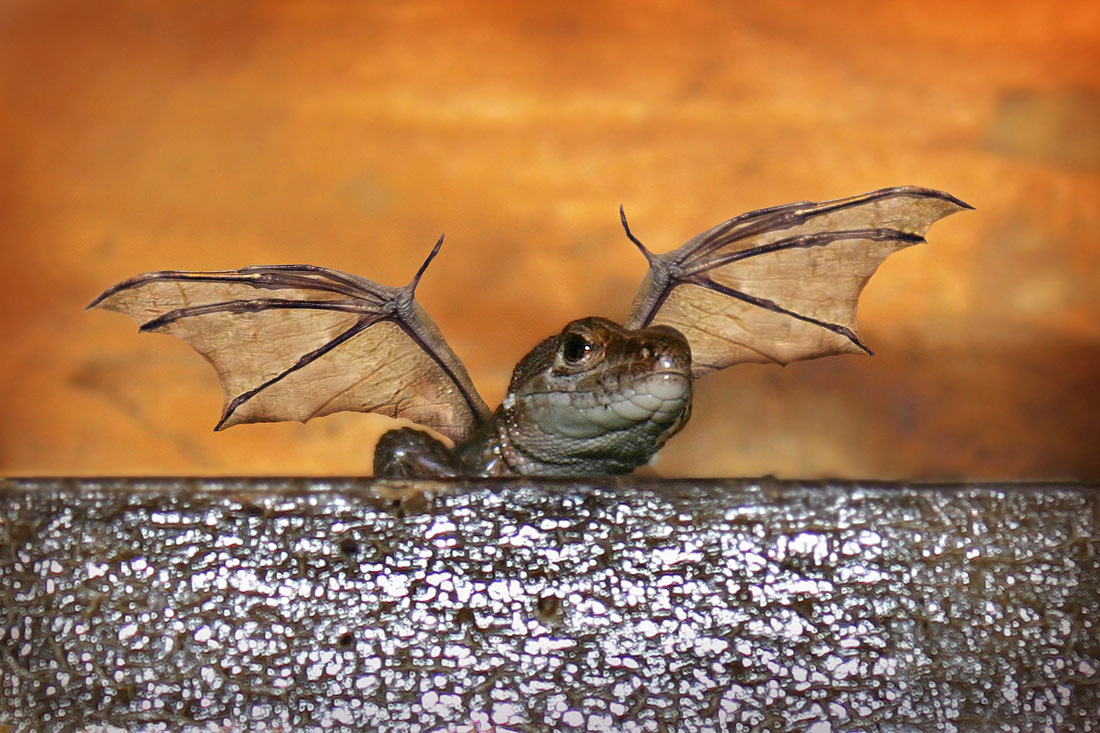 Вид неизвестный науке