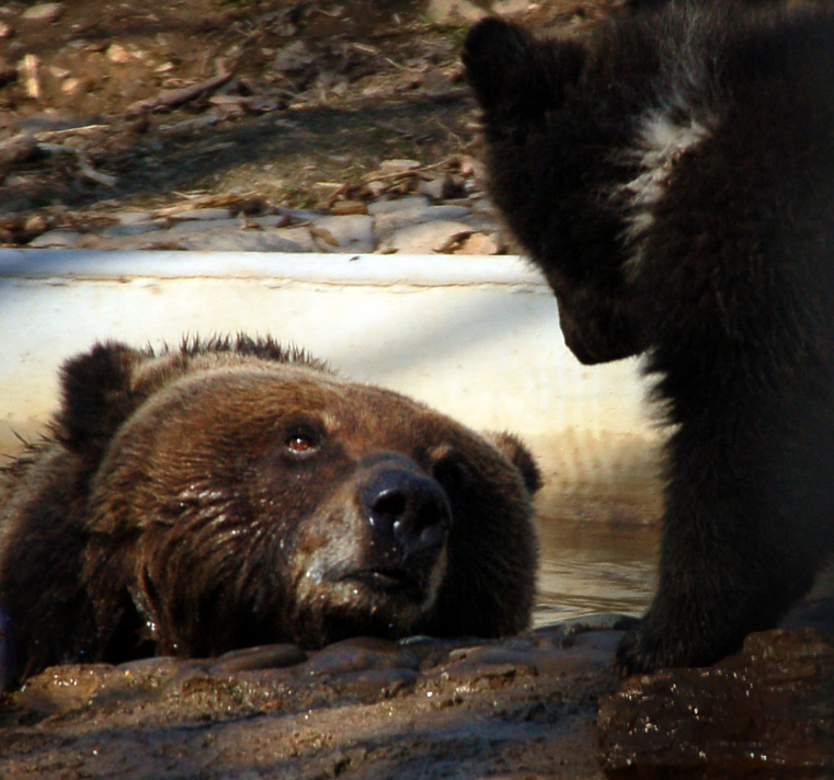 - И в кого ты такой чернявый у меня?