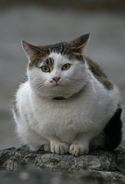 Трус на прогулке