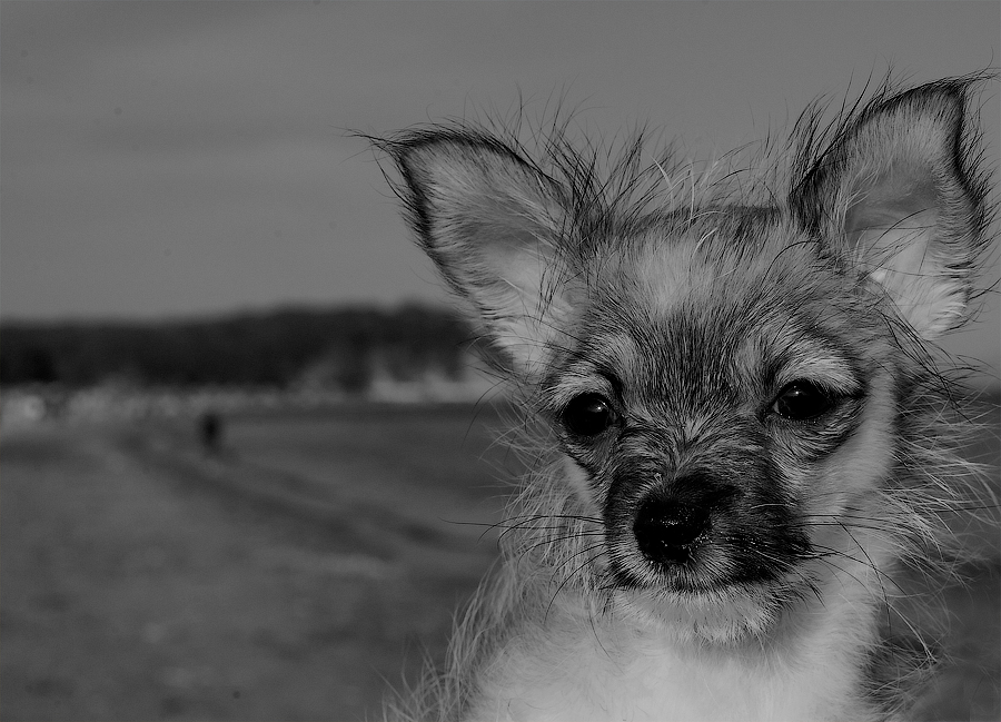 Ай да Васька ай да пес!