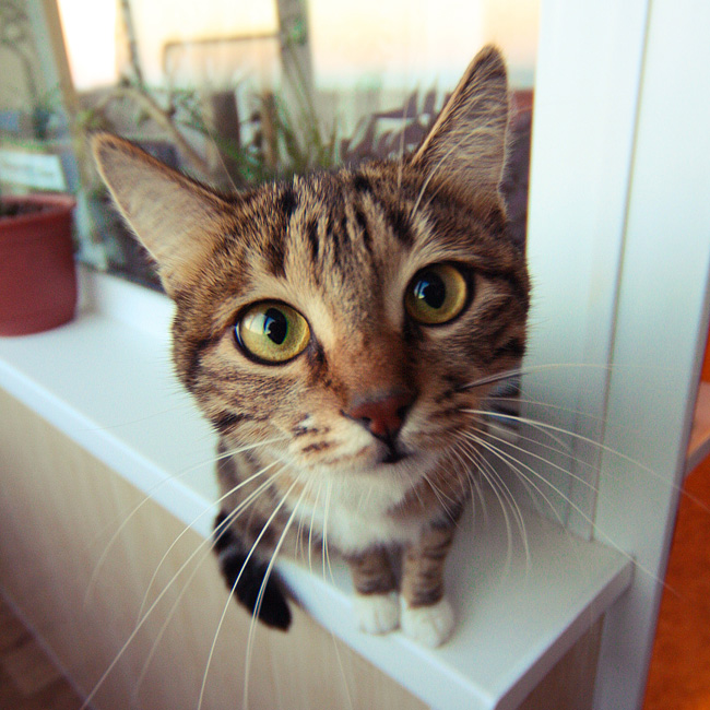 Любопытное создание :))