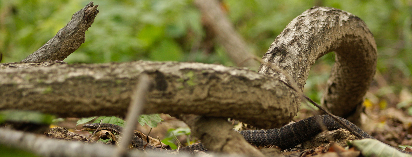Вкусный полоз