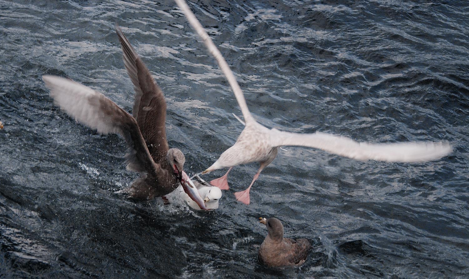 Пищевая цепочка.
