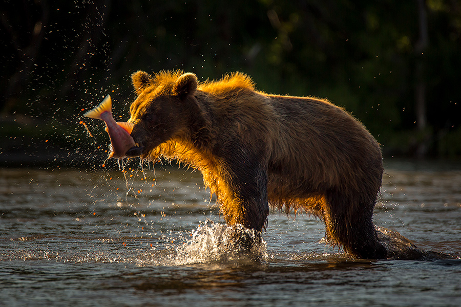 Вечерний улов
