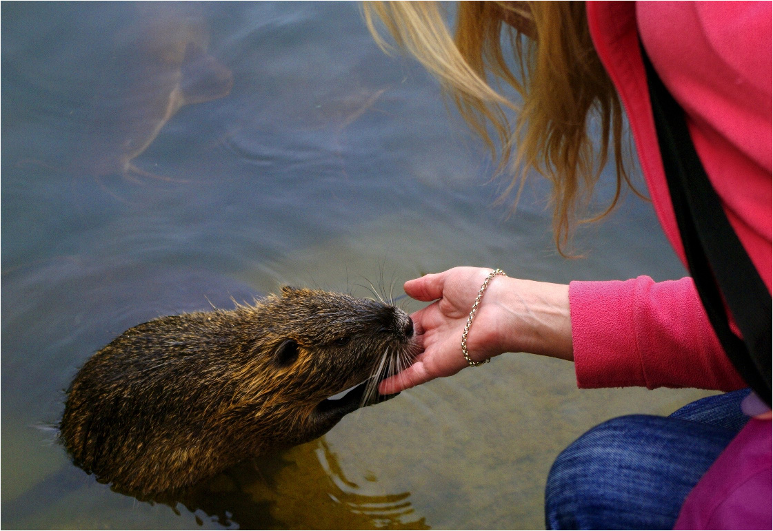 Доверие рыб и зверей