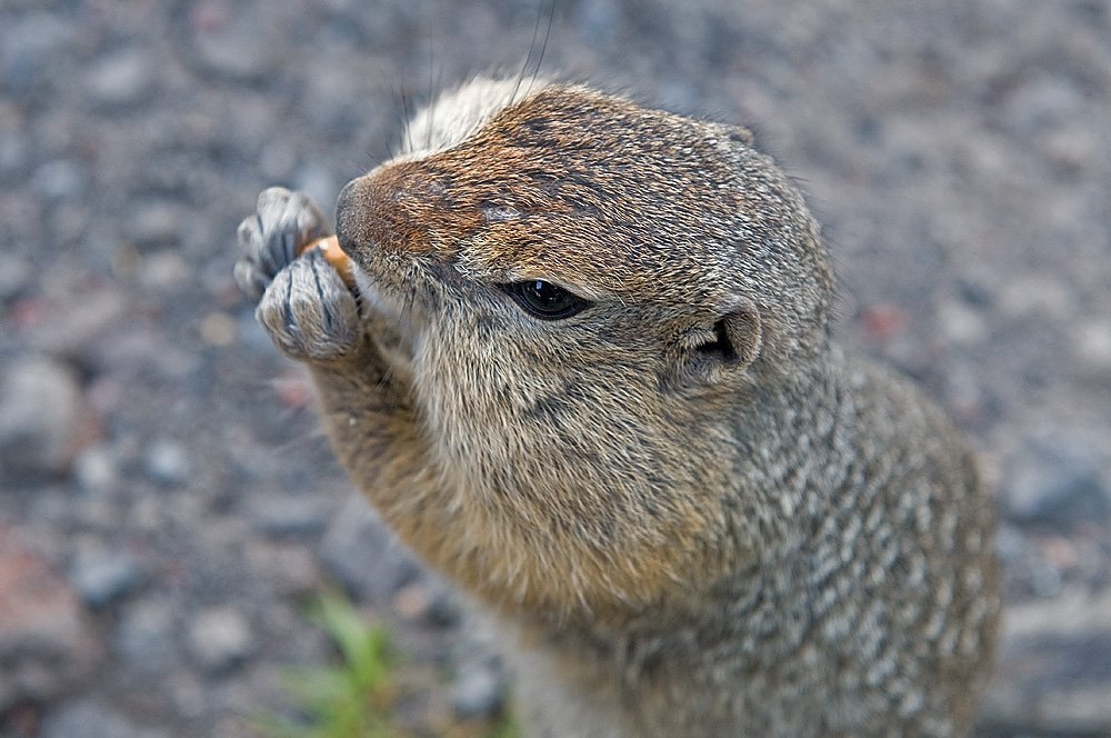 Не видишь, ем я!