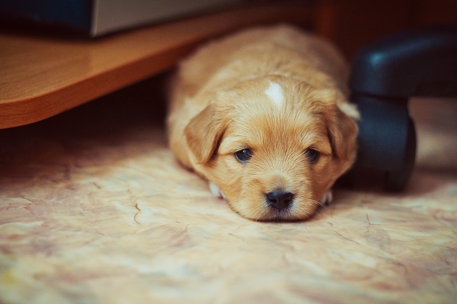 Грустный рыжик