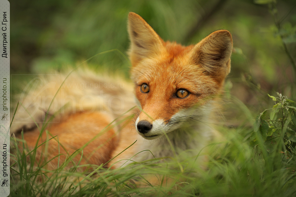 Лисичка-сестричка