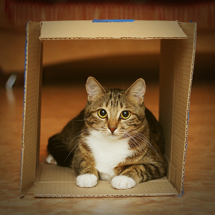 "Кошкин дом"