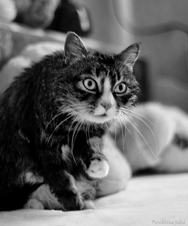 Котэ - Гопотэ