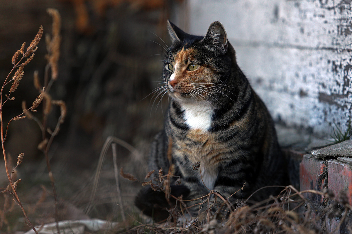 Победитель мышей с Садгорода