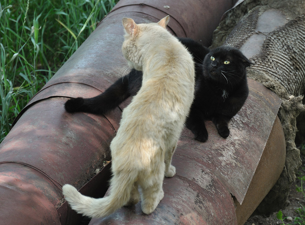 Повтори.... че ты сказал....