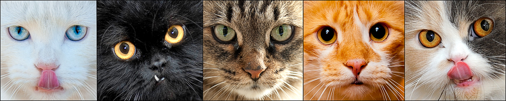 Люблю котэ в начале марта