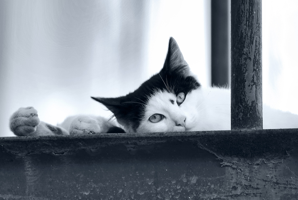 Лапы, уши, хвост