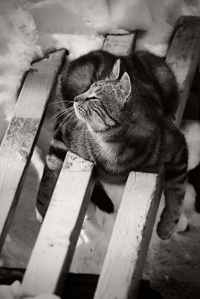 Да Это Вася