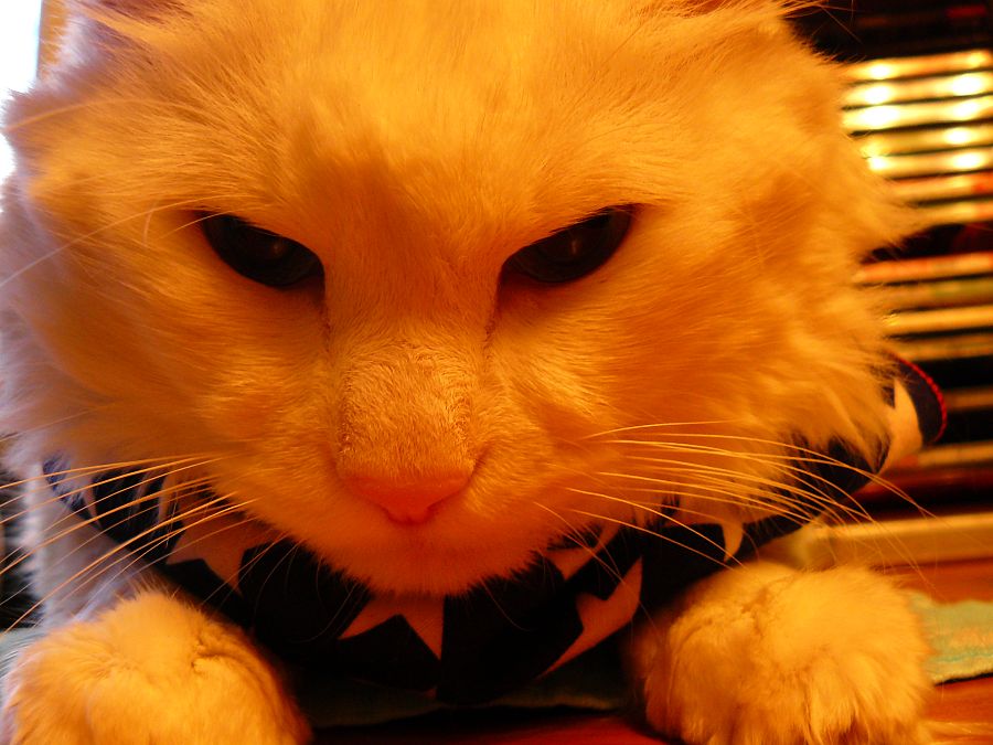 Суровый Барсик