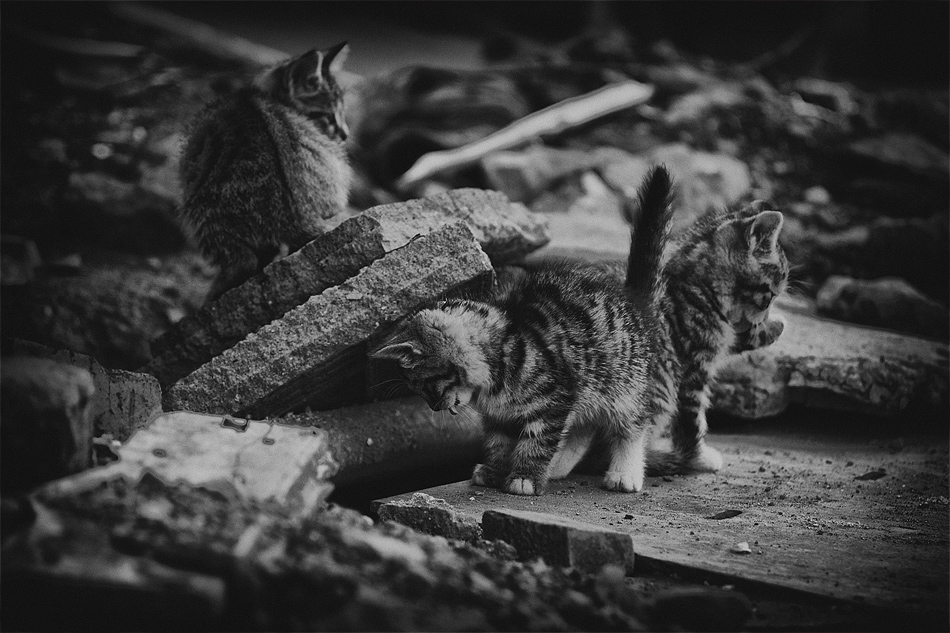 Хвост трубой.