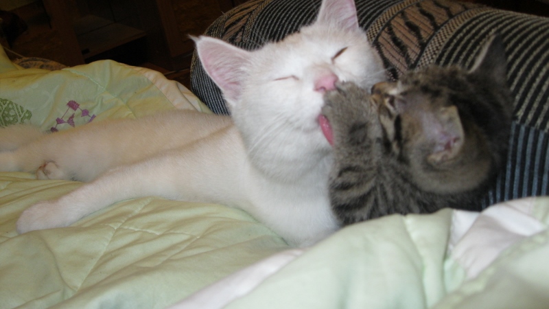 мои кошечки