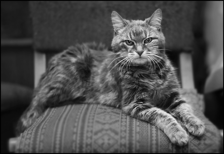 Портрет старого ворчуна