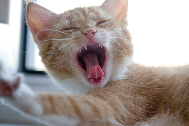 От улыбки,станет всем светлей!