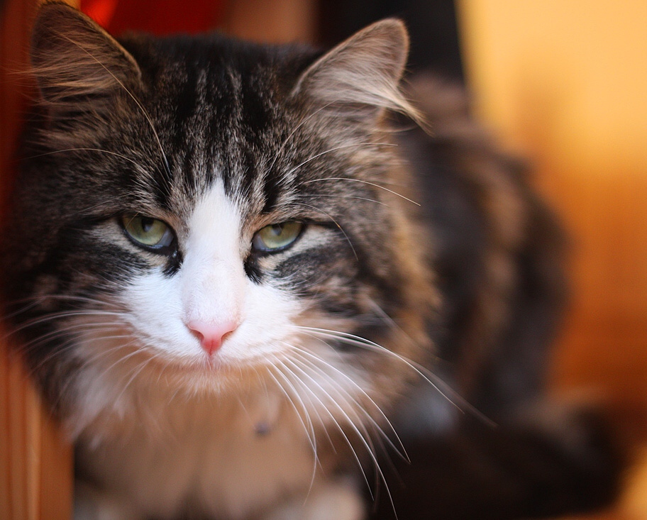 "Сытый горыныч"